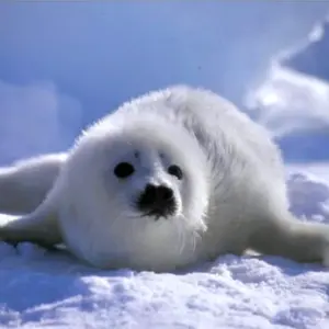 Гренландский тюлень Лысун