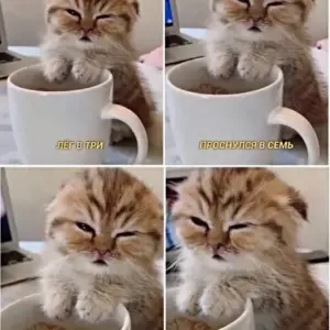 Мемы с котиками с добрым утром
