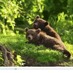 С днём пробуждения медведя открытки
