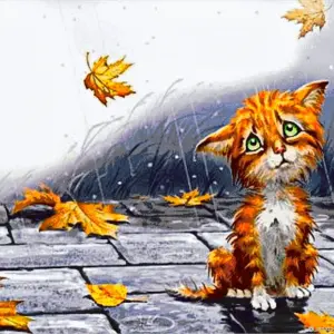 Бездомный кот под дождем