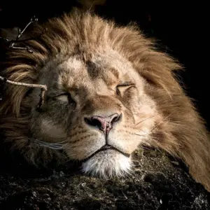 Спокойной ночи Лев