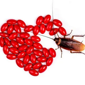 Влюблённый таракан